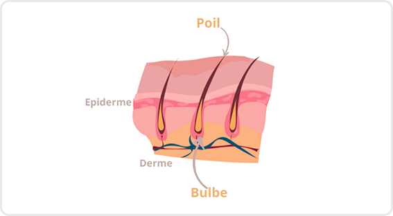 Schéma explicatif de la peau (épiderme, poil)